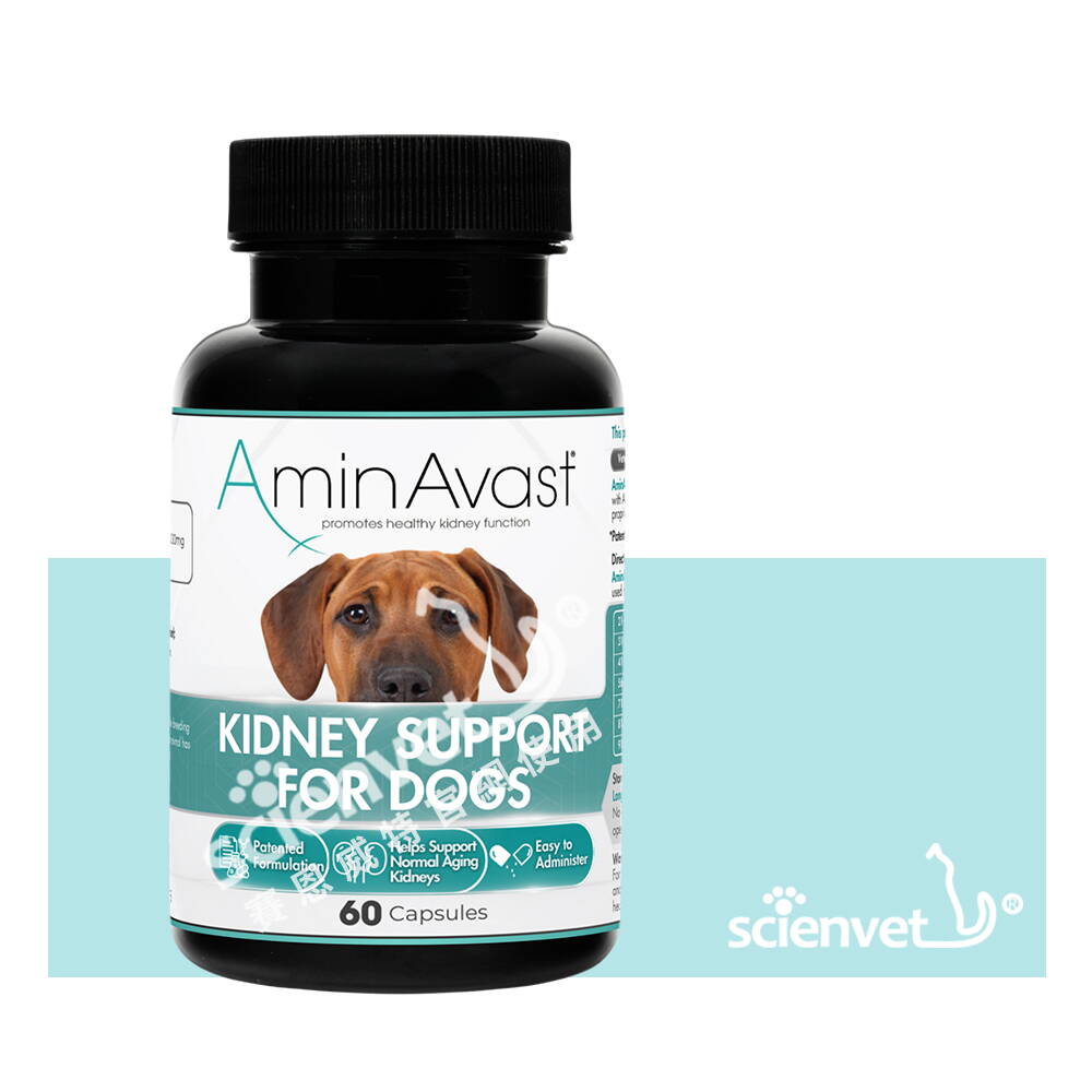 【賽恩威特】美國 胺腎 AminAvast｜中大型犬用 (60 粒/瓶，1000 mg)